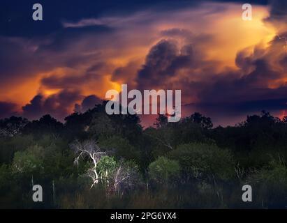 Riesige Gewitterwolken werden von Blitzeinschlägen erhellt, während ein früher Abendsturm über Südafrikas Kruger-Nationalpark in der Nähe des Orpen-Tors zieht. Stockfoto