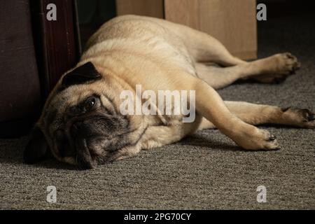 Der Hund schläft auf grauem Teppich Stockfoto