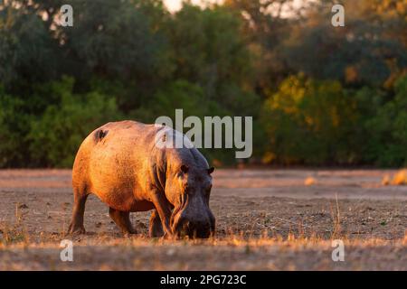 Ein großer Hippopotamus, Hippopotamus amphibius, der am frühen Morgen im Mana Pools Nationalpark von Simbabwe an Land geht. Stockfoto