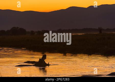 Ein Hippopotamus, Hippopotamus amphibius, kann man beim Sonnenuntergang auf Simbabwes Zambezi im Mana Pools National Park sehen. Stockfoto