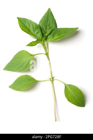 Zweig von frischem thailändischem Basilikum der Frühsaison, von oben. Stiel mit Blättern von Ocimum basilicum var. Thyrsiflora, eine Variante des süßen Basilikums. Stockfoto