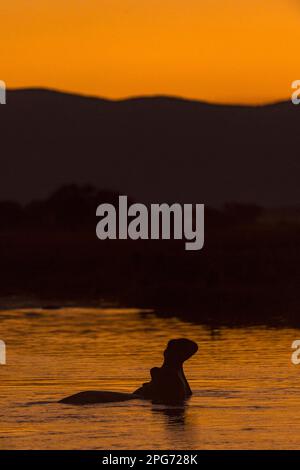 Ein Hippopotamus, Hippopotamus amphibius, kann man beim Sonnenuntergang auf Simbabwes Zambezi im Mana Pools National Park sehen. Stockfoto