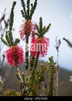 Schotterpinsel (Beaufortia decussata) eine der Wildblumen entlang der Route zum Bluff Knoll, Stirling Ranges National Park, Westaustralien Stockfoto