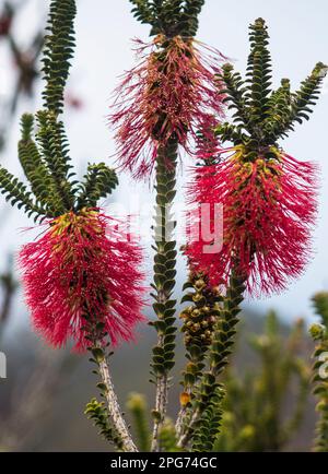 Schotterpinsel (Beaufortia decussata) eine der Wildblumen entlang der Route zum Bluff Knoll, Stirling Ranges National Park, Westaustralien Stockfoto