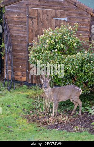Rotwild im Hausgarten - Killearn, Stirling, Schottland Stockfoto