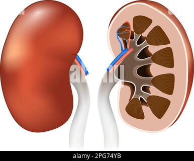 Nierenanatomie. Vorderansicht und Querschnitt menschlicher Nieren. Vektorposter für Bildung. Realistische Darstellung. Niere Stock Vektor