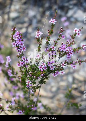 Astartea montana, Bluff Knoll, Stirling Ranges National Park, Westaustralien Stockfoto