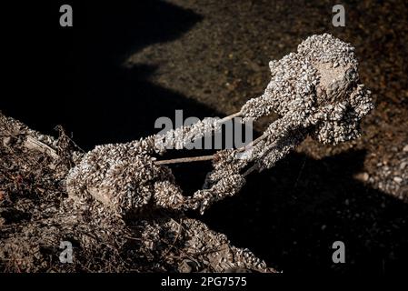 Zebramuschel, invasive Art, am trockenen Flussbett des Flusses Llobregat, während sie das Reservoir von La Baells in Cercs, Provinz Barcelona, Spanien, erreicht. Die Wasserbeschränkungen in Katalonien wurden aufgrund der seit nunmehr 29 Monaten andauernden Dürre, die mit dem Klimawandel und der globalen Erwärmung zusammenhängt, weiter verschärft. Derzeit haben katalanische Reservoirs 27 Prozent ihrer Kapazität. Stockfoto