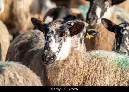 Schaf von Blackface im Schnee in Irland. Stockfoto