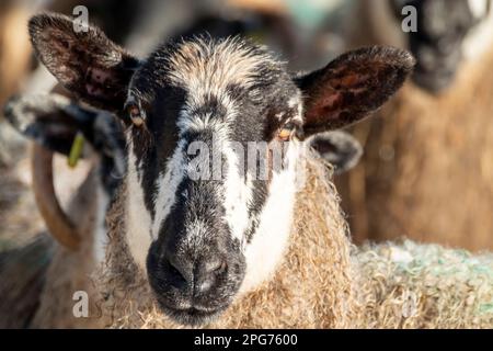 Schaf von Blackface im Schnee in Irland. Stockfoto