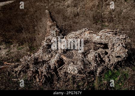 20. März 2023, Cercs, Barcelona, Spanien: Zebramuschel, Invasive Arten, umfasst einen Baumstamm am trockenen Flussbett des Flusses Llobregat beim Eindringen in das Reservoir von La Baells in Cercs, Provinz Barcelona, Spanien. Die Wasserbeschränkungen in Katalonien wurden aufgrund der seit nunmehr 29 Monaten andauernden Dürre, die mit dem Klimawandel und der globalen Erwärmung zusammenhängt, weiter verschärft. Derzeit haben katalanische Reservoirs 27 Prozent ihrer Kapazität. Kredit: Jordi Boixareu/Alamy Live News Stockfoto