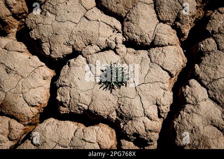 20. März 2023, Cercs, Barcelona, Spanien: Das trockene Flussbett des Flusses Llobregat beim Eindringen in das Reservoir von La Baells in Cercs, Provinz Barcelona, Spanien. Die Wasserbeschränkungen in Katalonien wurden aufgrund der seit nunmehr 29 Monaten andauernden Dürre, die mit dem Klimawandel und der globalen Erwärmung zusammenhängt, weiter verschärft. Derzeit haben katalanische Reservoirs 27 Prozent ihrer Kapazität. Kredit: Jordi Boixareu/Alamy Live News Stockfoto