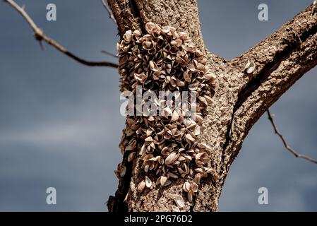 20. März 2023, Cercs, Barcelona, Spanien: Zebramuschel, Invasive Arten, umfasst einen Baumstamm am trockenen Flussbett des Flusses Llobregat beim Eindringen in das Reservoir von La Baells in Cercs, Provinz Barcelona, Spanien. Die Wasserbeschränkungen in Katalonien wurden aufgrund der seit nunmehr 29 Monaten andauernden Dürre, die mit dem Klimawandel und der globalen Erwärmung zusammenhängt, weiter verschärft. Derzeit haben katalanische Reservoirs 27 Prozent ihrer Kapazität. Kredit: Jordi Boixareu/Alamy Live News Stockfoto