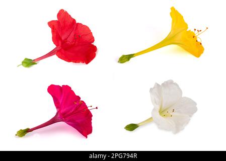 Vier Uhr Blumen isoliert auf weißem Hintergrund Stockfoto