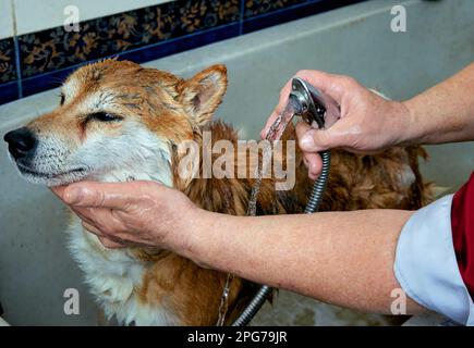 Shiba-Inu-Hund badet im Friseursalon. Stockfoto