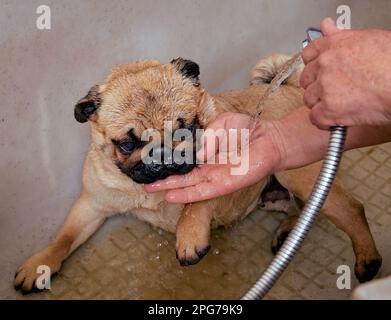 Ein kleiner Hund badet im Bad im Schönheitssalon. Stockfoto