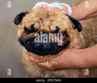 Schauen Sie sich den Hund an, der im Schönheitssalon badet. Stockfoto