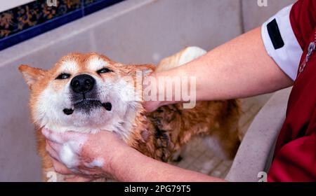 Smilinng Shiba Inu Hund badet im Schönheitssalon. Stockfoto