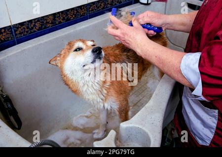 Shiba-Inu-Hund kämmt nach dem Baden im Schönheitssalon. Stockfoto