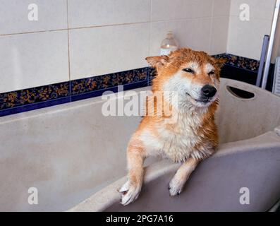 Fröhlicher Shiba Inu Hund nach dem Baden im Friseursalon. Stockfoto