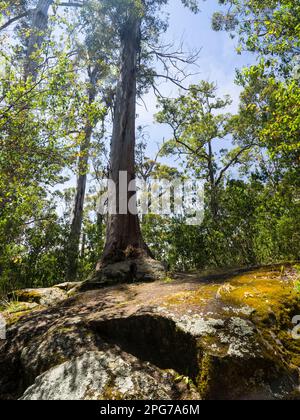 Der „Baum im Felsen“ - eigentlich ein reifer Karri-Baum auf einem Granitfelsen - Porongurup-Nationalpark, Westaustralien Stockfoto