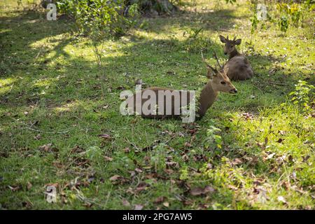 Zwei kleine Palawan-Hirsche liegen auf einer sonnenbeleuchteten Wiese mit Sträuchern. Stockfoto