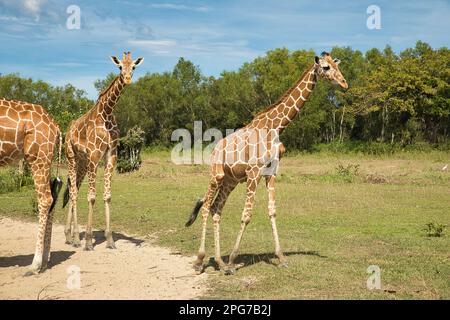 Ganzkörperaufnahmen von frei laufenden jungen Giraffen auf einer grünen Wiese, Bäume im Hintergrund. Stockfoto