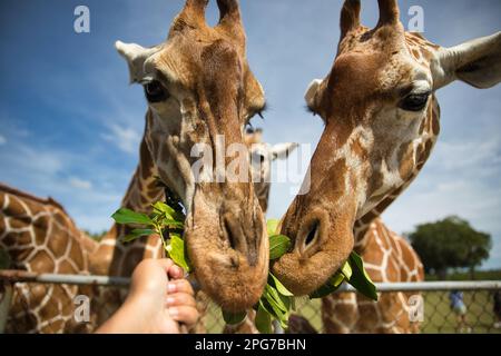 Lustige Porträtaufnahme von zwei Giraffen, die essen, ein hellblauer Himmel im Hintergrund. Stockfoto