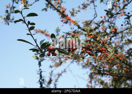 Pyracantha angustifolia gnome ist eine Art von Strauß in der Familie der Rosen, bekannt unter den gebräuchlichen Namen Narrowleaf firethorn, schlanker firethorn und Wollly Fi Stockfoto