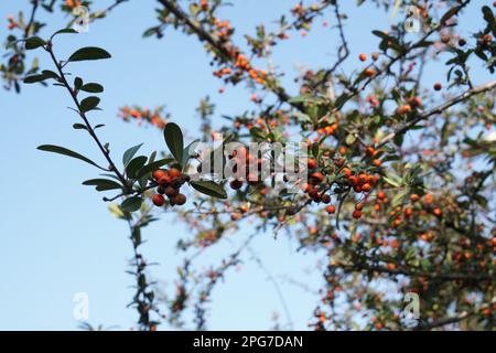 Pyracantha angustifolia gnome ist eine Art von Strauß in der Familie der Rosen, bekannt unter den gebräuchlichen Namen Narrowleaf firethorn, schlanker firethorn und Wollly Fi Stockfoto