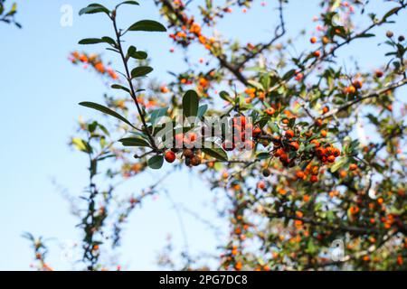 Pyracantha angustifolia gnome ist eine Art von Strauß in der Familie der Rosen, bekannt unter den gebräuchlichen Namen Narrowleaf firethorn, schlanker firethorn und Wollly Fi Stockfoto