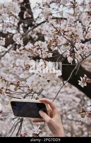 Tokio, Japan. 21. März 2023. Am Dienstag, den 21. März 2023, machen Menschen im Ueno-Park in Tokio Fotos von Kirschblüten. Foto: Keizo Mori/UPI Credit: UPI/Alamy Live News Stockfoto