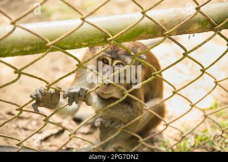 Ein Cynomolgus-Affe sitzt auf einem sonnenbeleuchteten Sandboden und schaut auf die Kamera und hält sich an einem Zaun fest. Stockfoto