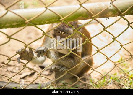 Ein Cynomolgus-Affe sitzt auf einem sonnenbeleuchteten sandigen Boden und blickt in die Ferne und hält sich an einem Zaun fest. Stockfoto