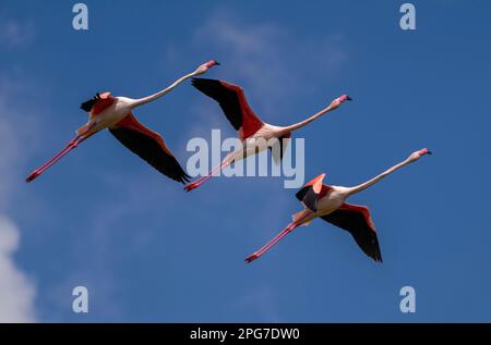 Drei größere Flamingos im Flug. Erschossen am Larnaca Salt Lake Stockfoto