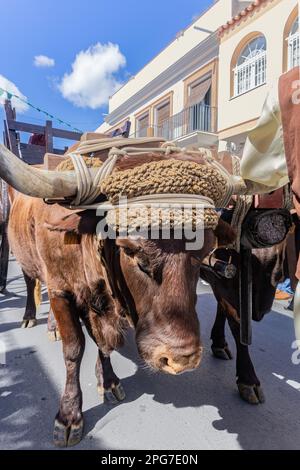 Ein großer brauner Ochse zieht einen Holzwagen auf der Mittelaltermesse Entdecken von Palos de la Frontera in der Provinz Huelva, Andalusien, Spanien Stockfoto