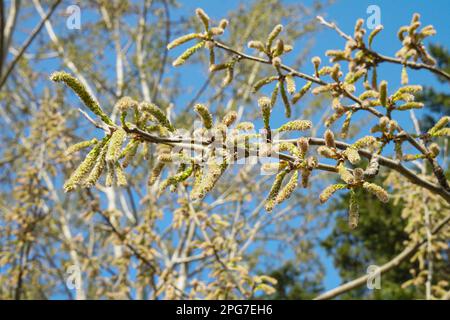 Pappelbaum-Blüte, Frühling in Istanbul, März 2023, Populus alba Stockfoto