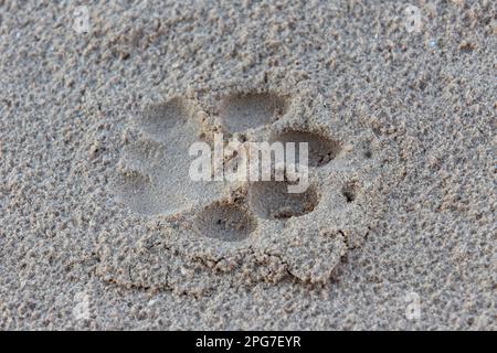 Spuren eines männlichen Löwen (Panthera leo) in weichem Sand Stockfoto