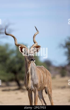 Großer Kudu (Tragelaphus strepsiceros) Stockfoto
