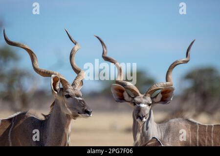 Porträt zweier Kudu-Bullen (Tragelaphus strepsiceros) mit fein gedrehten Hörnern Stockfoto