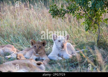 Das Jungtier eines weißen Löwen (Panthera leo) liegt neben einem Geschwister mit normaler Färbung - eines von nur zwei bekannten weißen Löwenjungen in freier Wildbahn Stockfoto