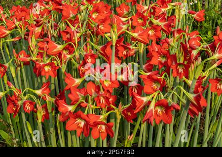 Aus nächster Nähe sehen Sie eine Gruppe farbenfroher roter Orangenblumen des tropischen hippeastrum puniceaum, auch bekannt als Barbados Lily, Osterlilie oder Kakaolilie, die im Freien blühen Stockfoto