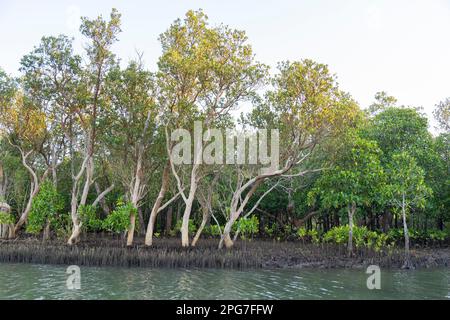Gemischter Stand von schwarzen Mangrovenbäumen (Bruguieria gymnorrhiza) vorne und Weißen Mangroven (Avicennia Marina) in den Mangrovensumpfen von Mntafufu Stockfoto