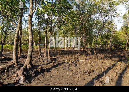 Ein gemischter Bestand von schwarzen Mangroven (Bruguieria gymnorrhiza) und weißen Mangroven (Avicennia Marina) in den Mangrovensumpfen von Mntafufu Stockfoto