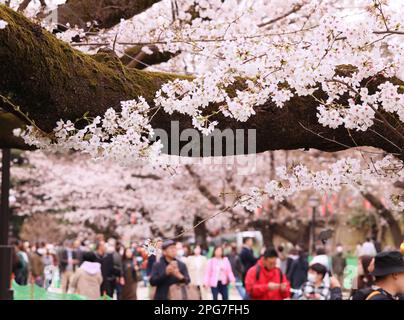 Tokio, Japan. 21. März 2023. Am Dienstag, den 21. März 2023, erleben die Menschen Kirschblüten im Ueno-Park in Tokio. Die Kirschblüte ist Japans beliebteste Tradition, um die Ankunft des Frühlings zu feiern. (Foto: Yoshio Tsunoda/AFLO) Stockfoto