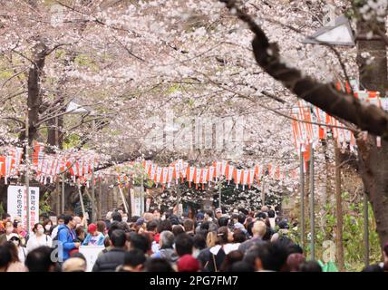 Tokio, Japan. 21. März 2023. Am Dienstag, den 21. März 2023, erleben die Menschen Kirschblüten im Ueno-Park in Tokio. Die Kirschblüte ist Japans beliebteste Tradition, um die Ankunft des Frühlings zu feiern. (Foto: Yoshio Tsunoda/AFLO) Stockfoto