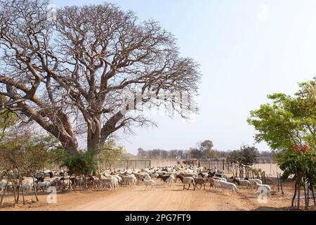 Große Herde von Schafen und Rindern, die auf eine nördliche Viehzucht in Botswana getrieben werden Stockfoto