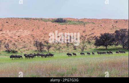 Stockfoto einer Herde blauer Gnus, die auf kurzem, üppigem grünen Gras im Auob-Tal vor dem Hintergrund einer roten Sanddüne spaziert Stockfoto