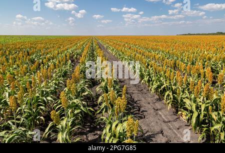 Großes Feld mit Sorghum, das unter Trockenlandwirtschaft in der Region Pandamatenga im Norden Botswanas angebaut wird Stockfoto