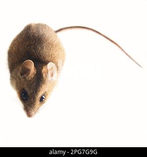 Theriologie. Mäuseartige Nagetiere aus borealen Wäldern im Nordosten Europas. Waldmaus, Waldmaus (Apodemus sylvaticus). Isoliert auf weißem Hintergrund Stockfoto